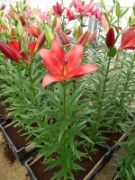 [4048 Break Out No01.JPG]